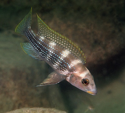 Neolamprologus tetracanthus 'Kalambo Lodge'